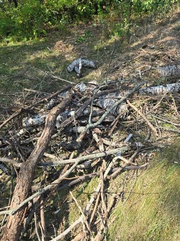 Vegetation and overgrowth clearing